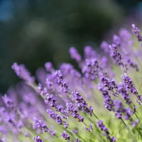 lavanda