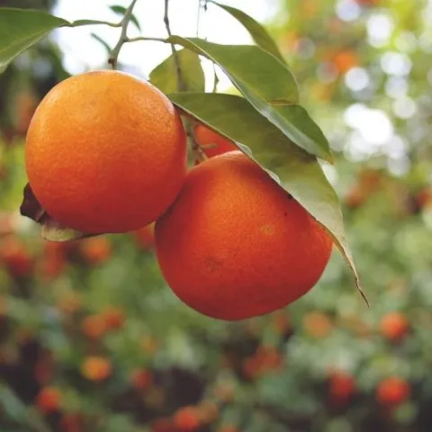 naranja ecológica