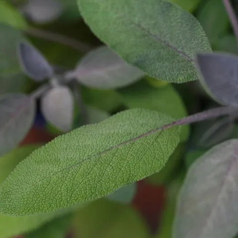 salvia